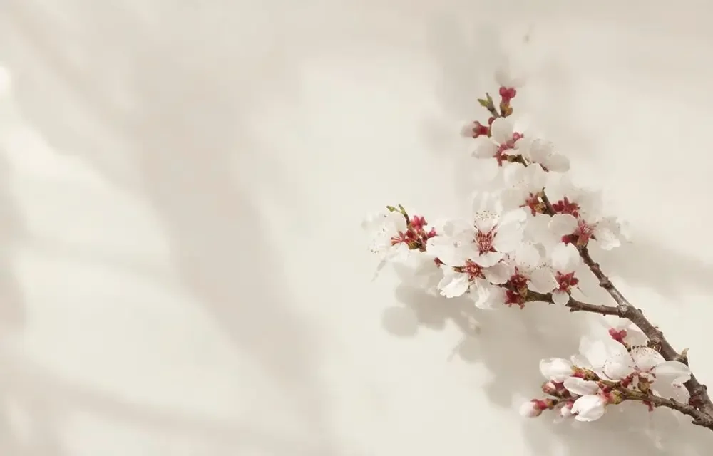 专栏《青杏枝头：短剧里的春日美学》封面图
