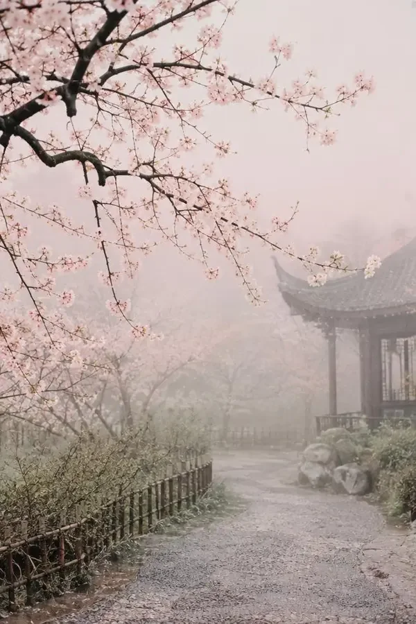 短剧《杏花微雨里的重逢》封面